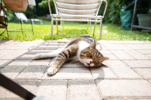 Heatstroke in Cats: Signs and How to Prevent It